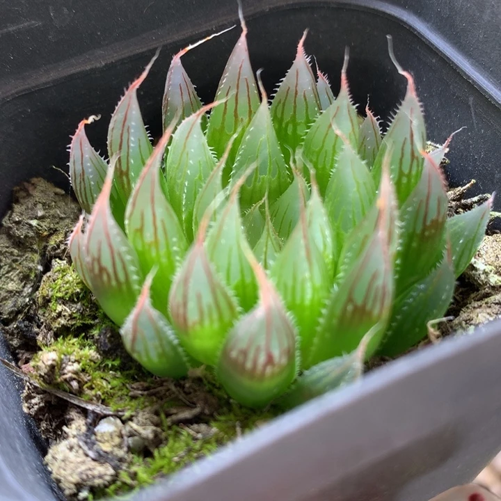 大卫针管玉露带盆土发货