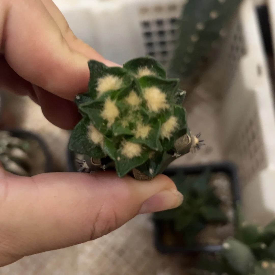 苗接短优龙角福利出