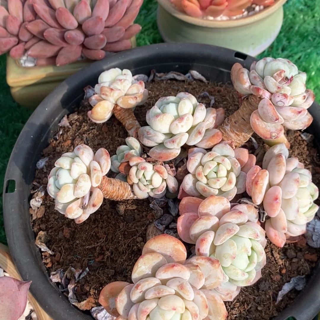 冷香多肉植物盆栽