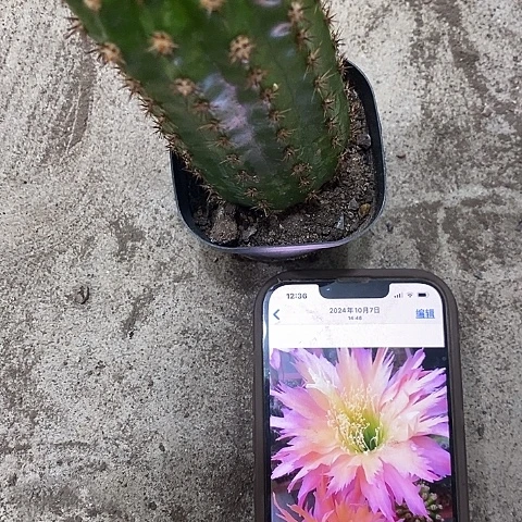 北极星毛花，高10公分左右