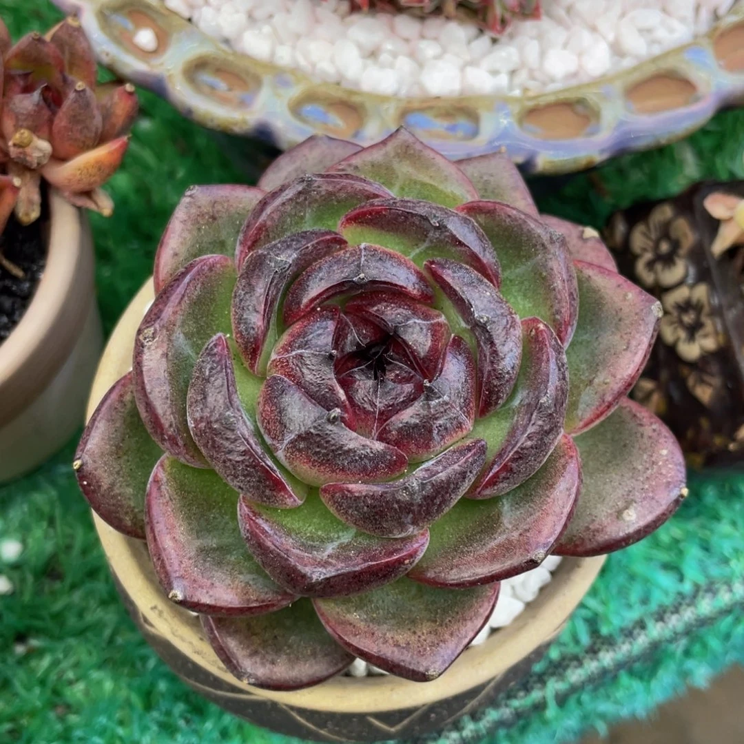 多肉植物盆栽多肉
