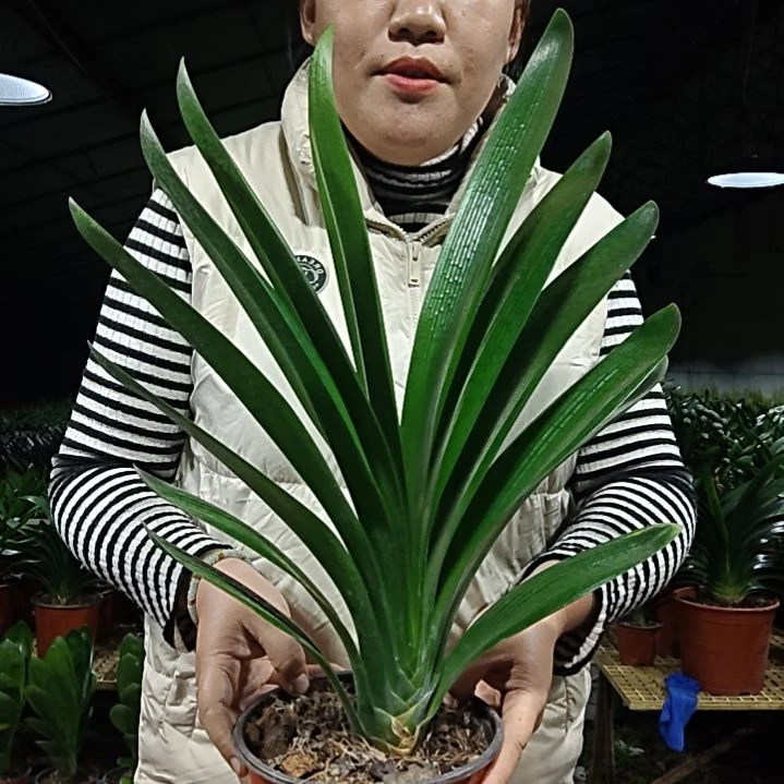 此***金无花朵此刻是金     49