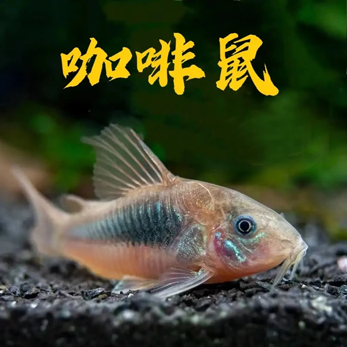 咖啡鼠鱼青铜鼠观赏鱼小型热带鱼可混养清理鱼缸底栖工具鱼