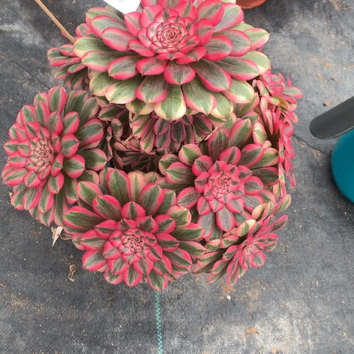 237粉同多肉植物