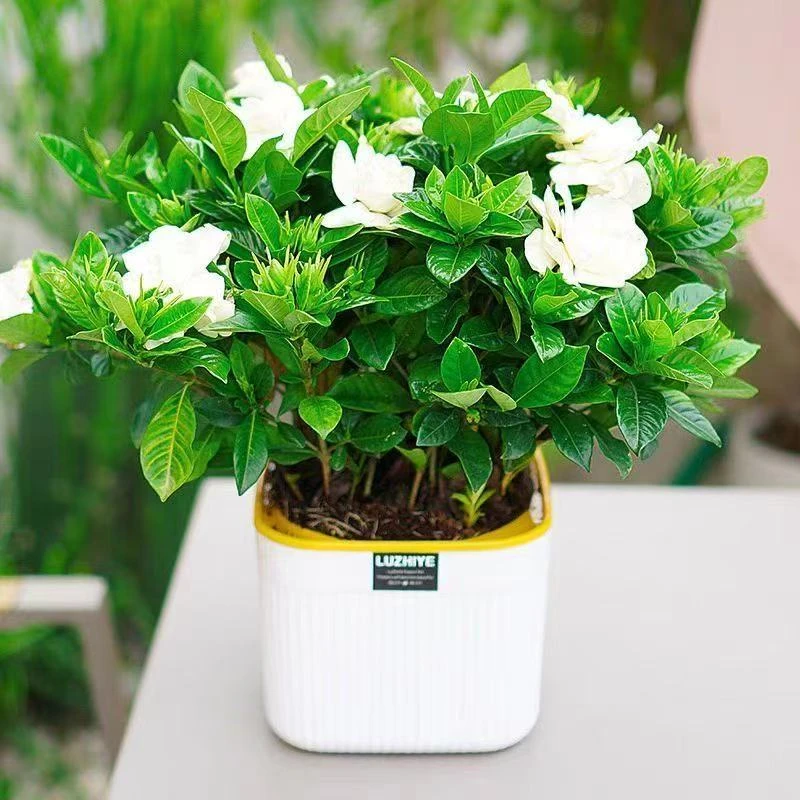 【吸水盆栀子花】230绿植盆栽花卉植物阳台客厅摆放浓香型四季好养
