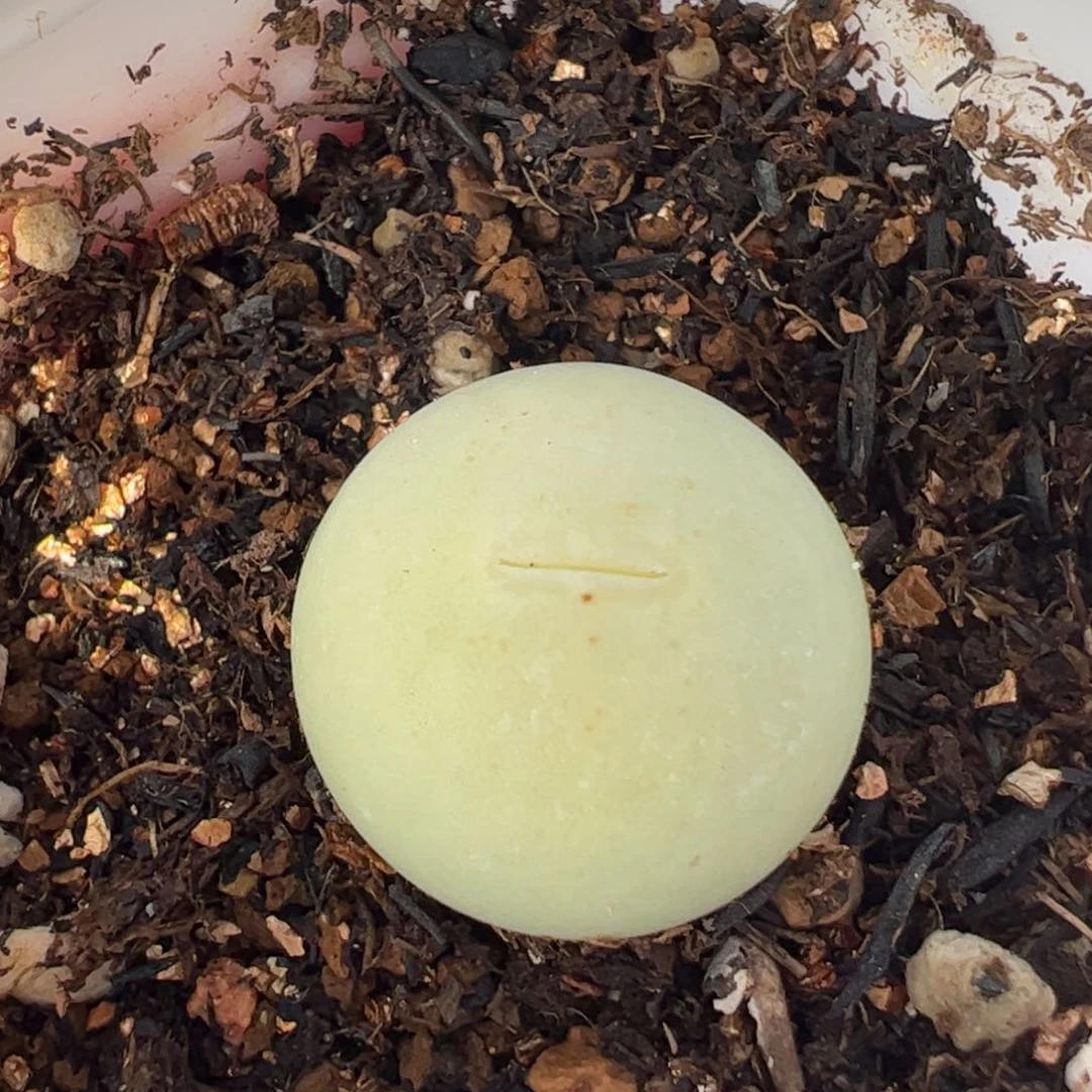 023多肉植物百科