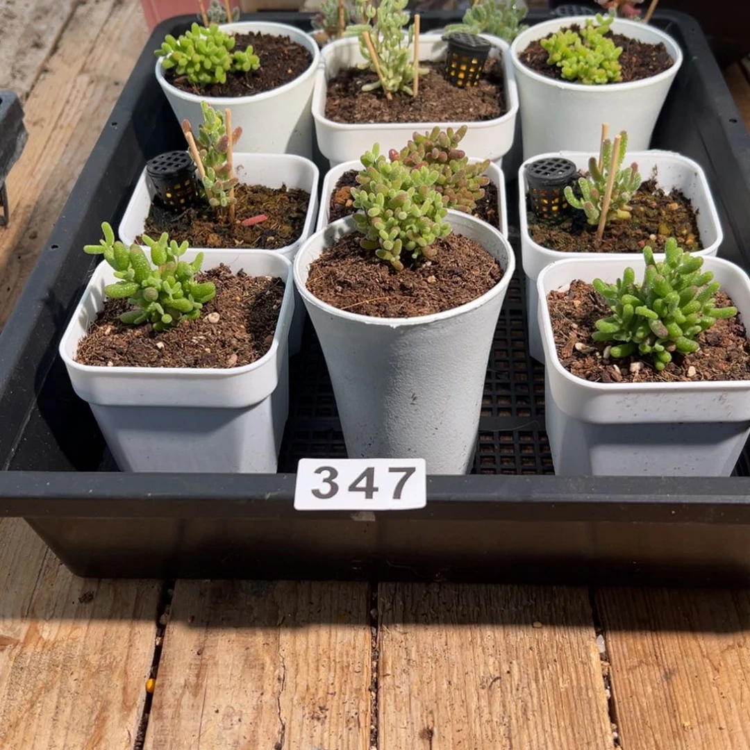 枝干番杏多肉植物347