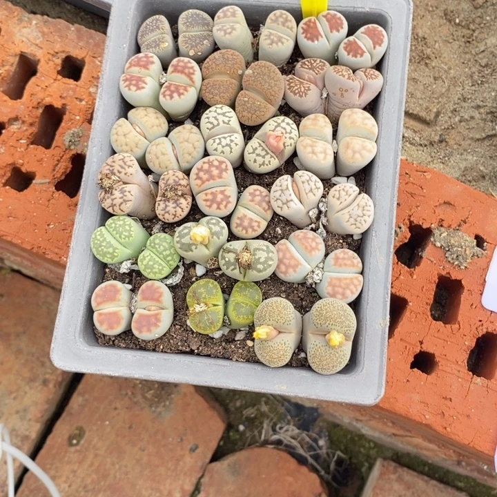 习***们生石花等植物的生长239