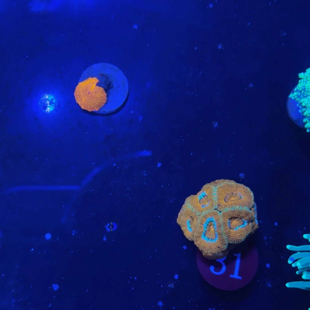 万鱼来朝海水观赏