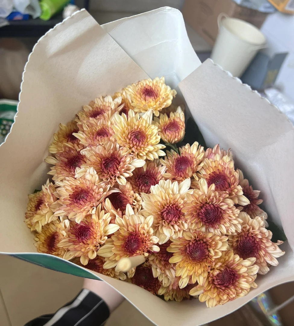 橙丹特小雏菊一把 （8到10支）云南基地鲜花   家养    水养