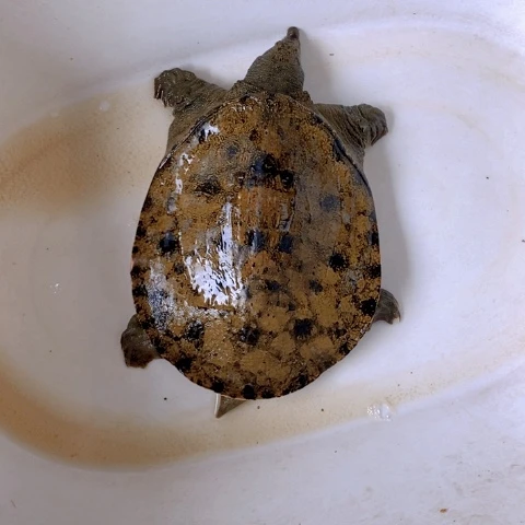 中国大陆开箱视频验货 死了包赔