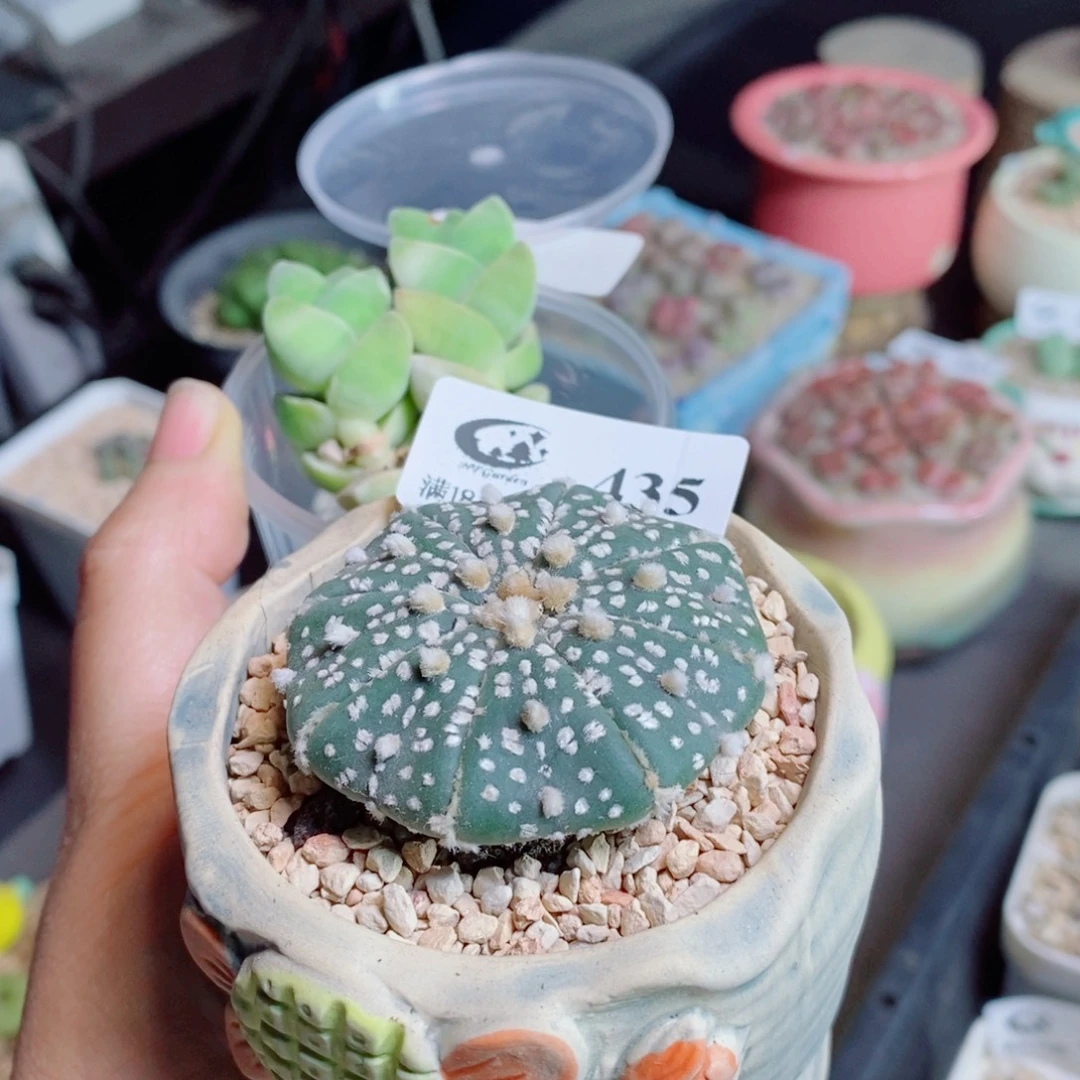 二***饭生石花花花花花花花花435