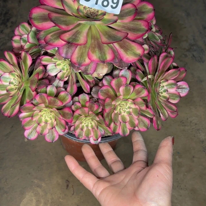 3189舞天姬多肉植物