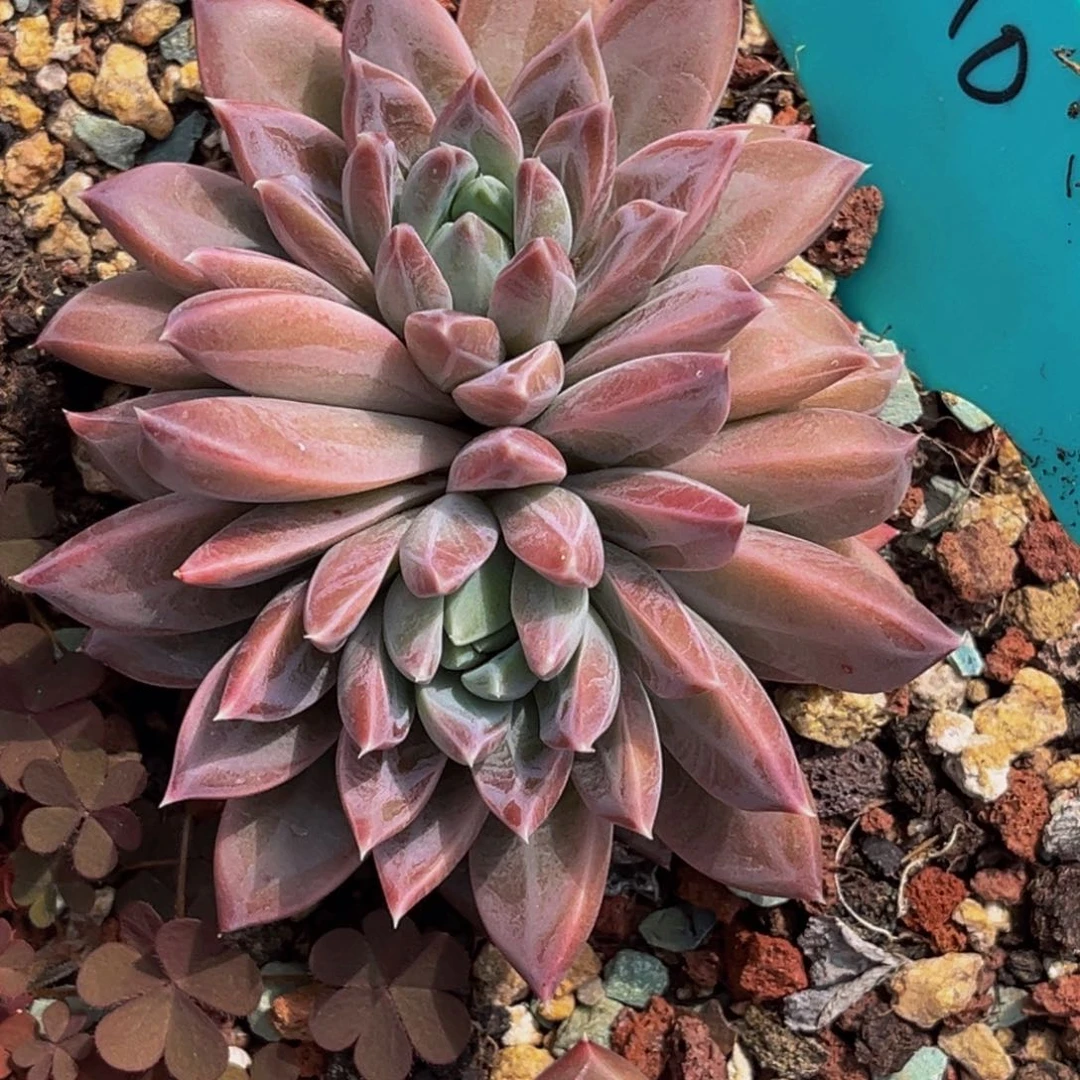 仲*萍1010号上午多肉植物群生