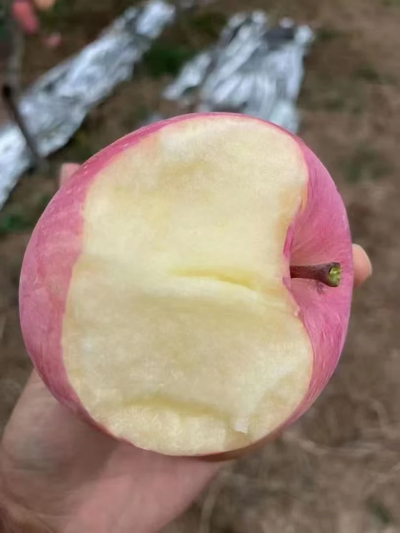 凤阁岭清脆苹果陕西水果