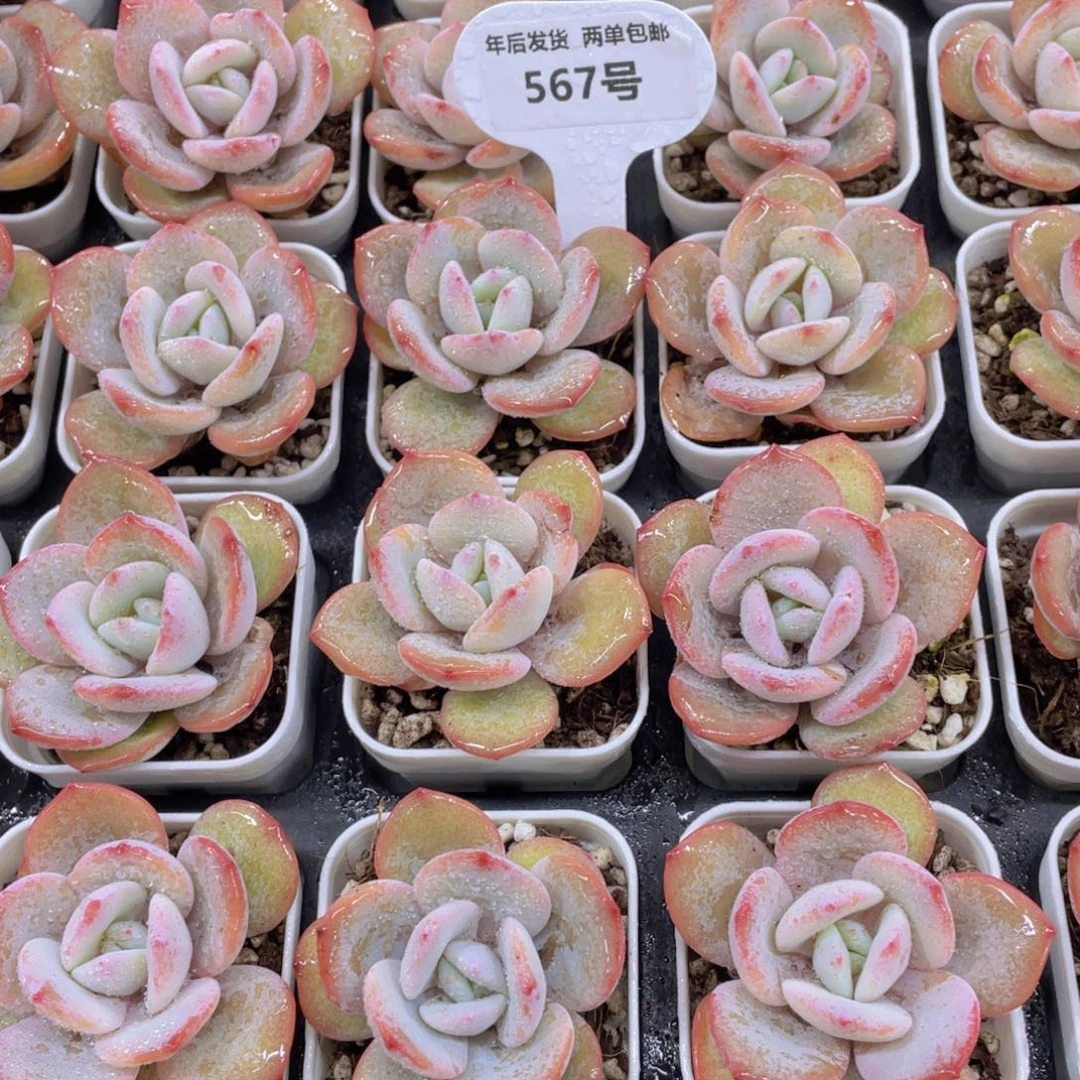 567号韩货宽叶精品奶茶单头一个