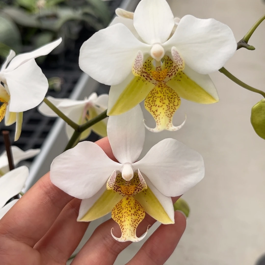 完全开放2.5寸1189开花株