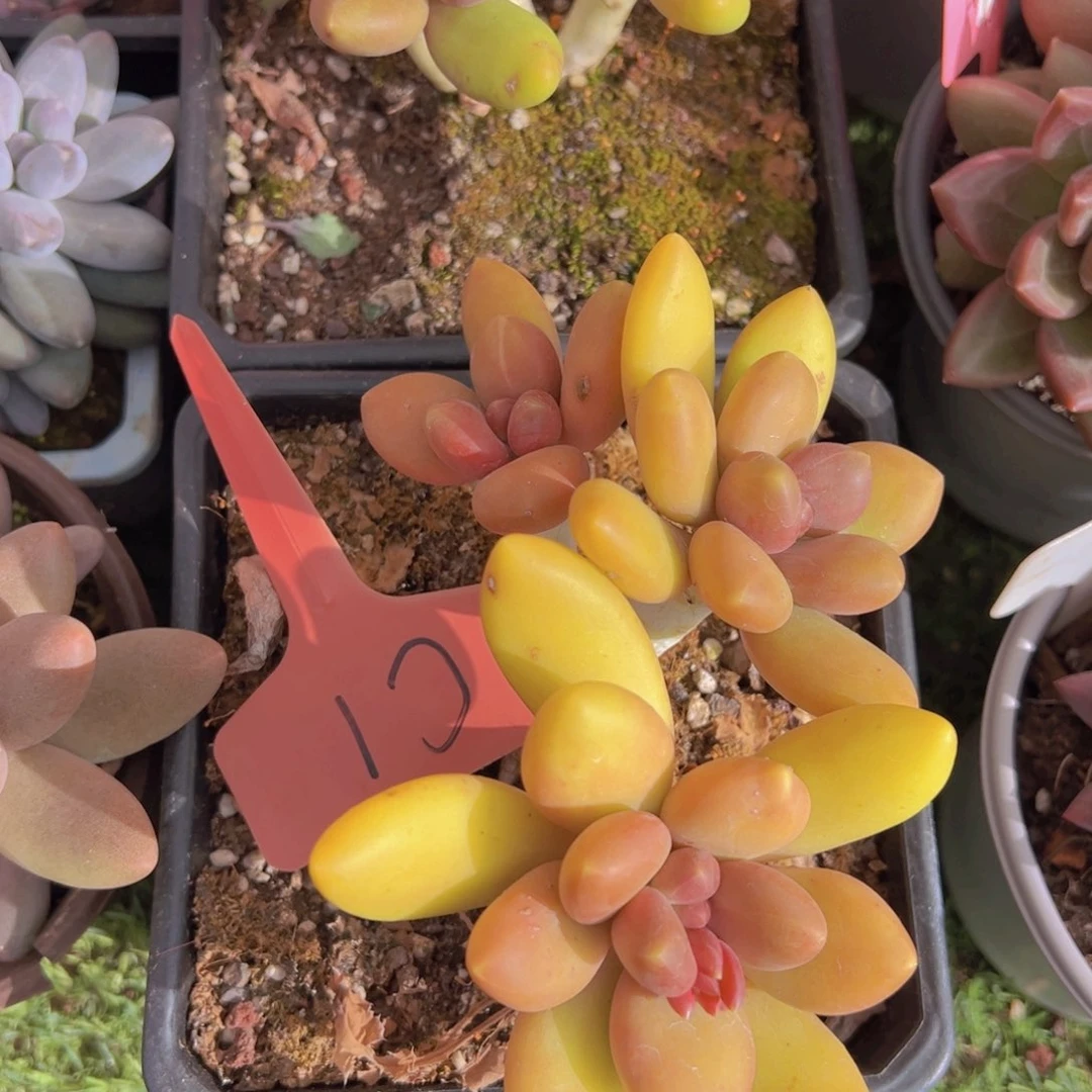 香玉的故事是一个人的故事