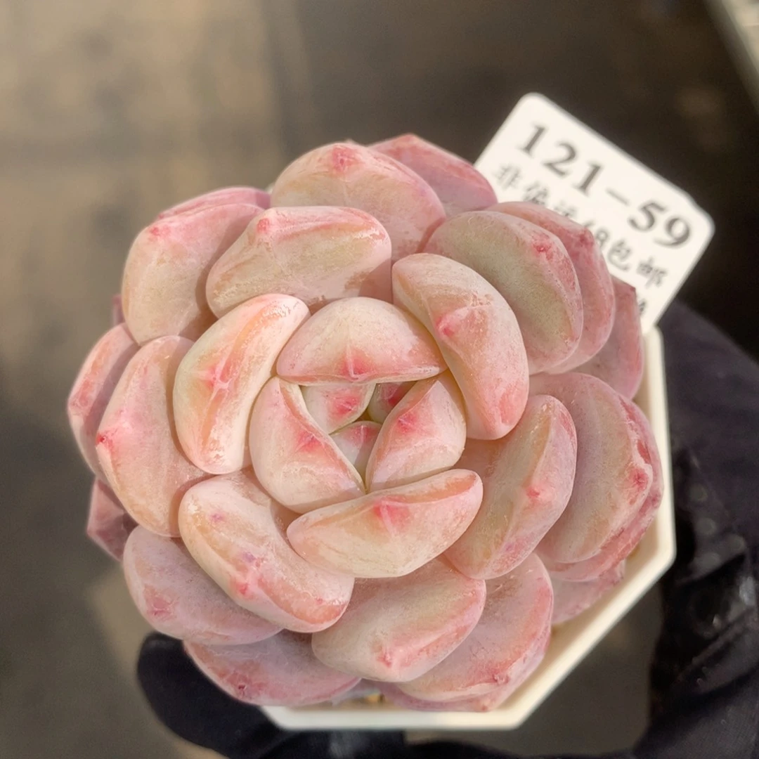 59。星影橙。满六八包邮。