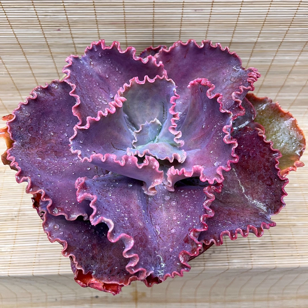 法国皇后多肉  单头