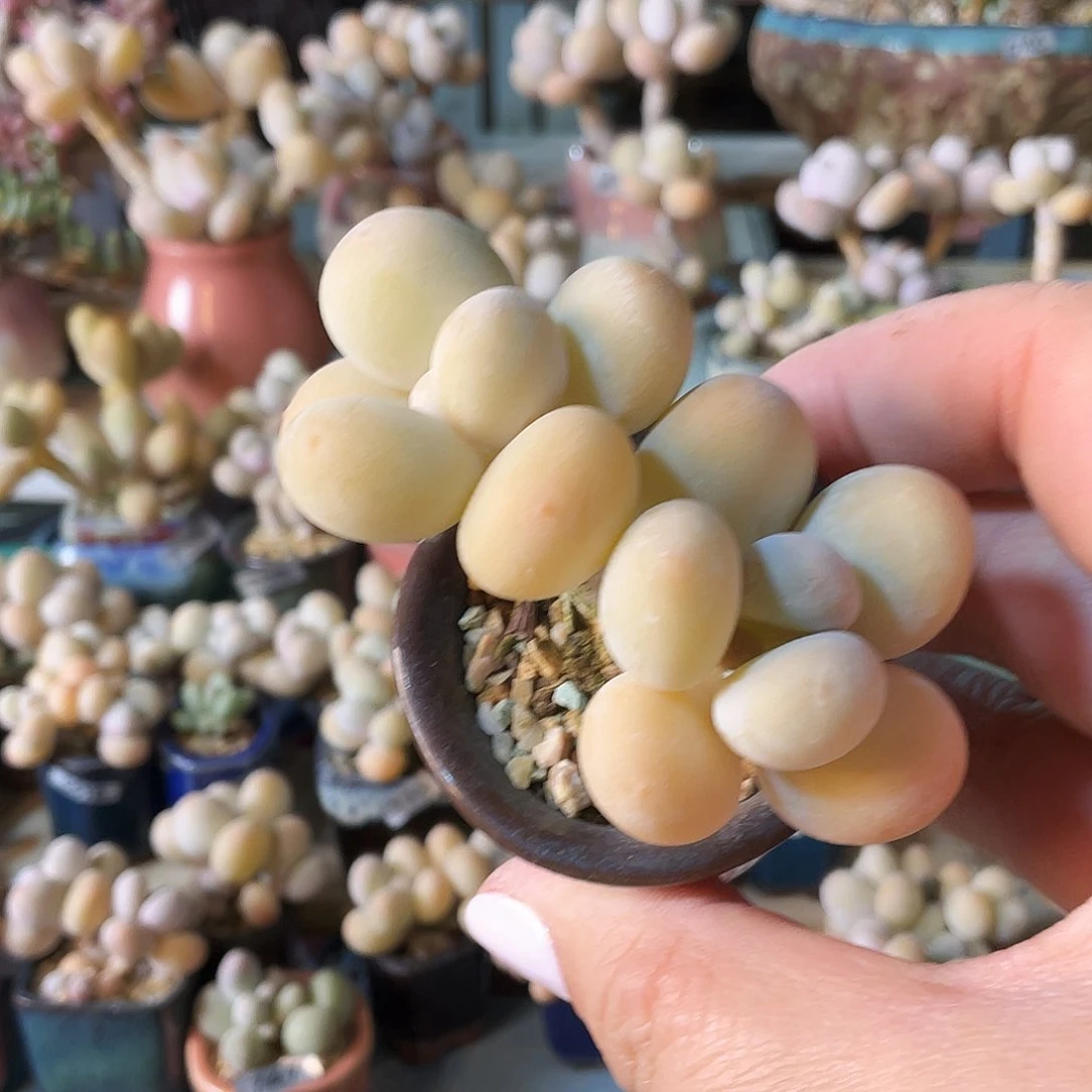 萍***花多肉植物的生长发育和生长