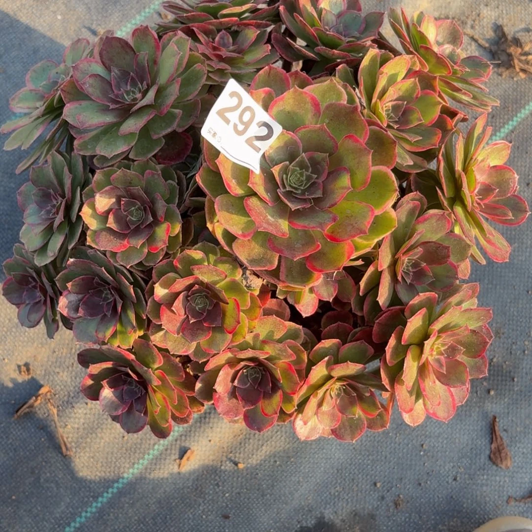 大***棋292粉花妖多肉植物