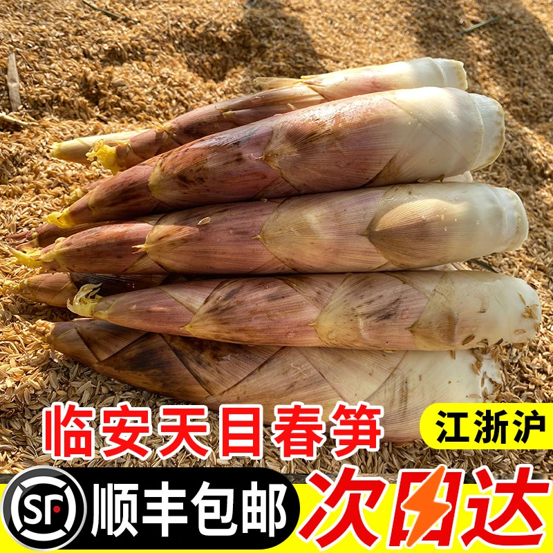 新鲜现挖临安天目雷笋农家时令新鲜菜高山春笋去根嫩笋尖竹笋冬笋