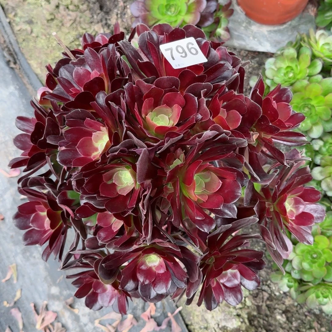 796多肉植物欧紫