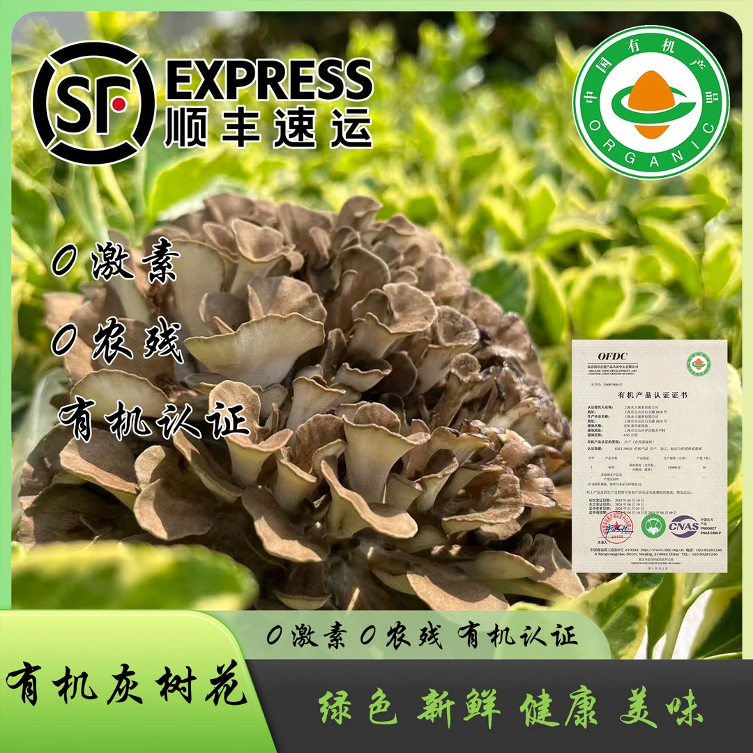【有机灰树花】珍菇园精选 出口欧美 南京国环检测 可溯源 新鲜