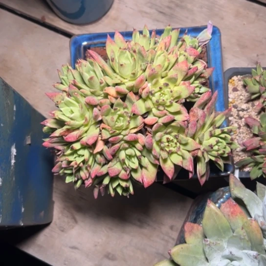 方**正谢谢姐姐～一物一拍就7787