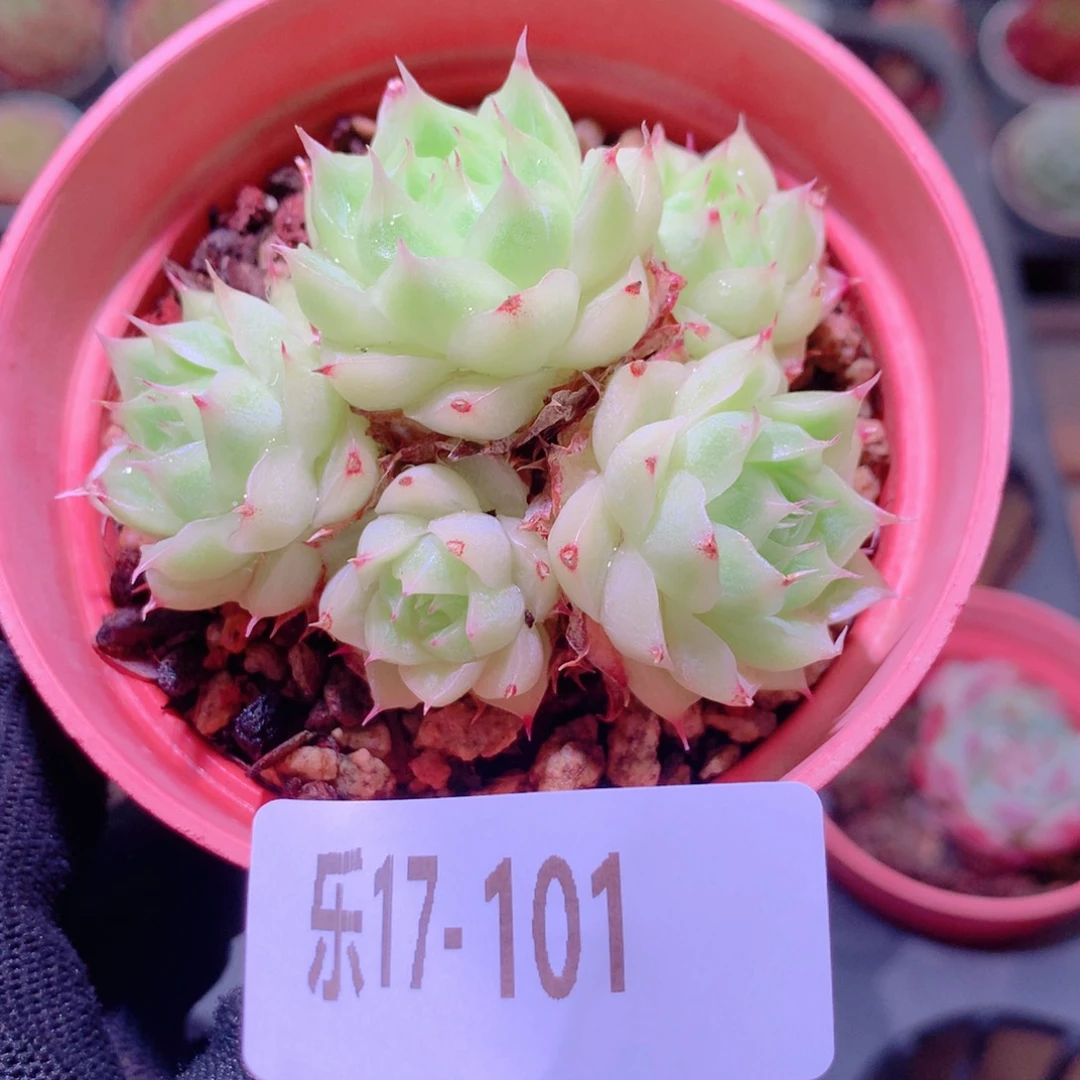 乐然17-101 麦秆群