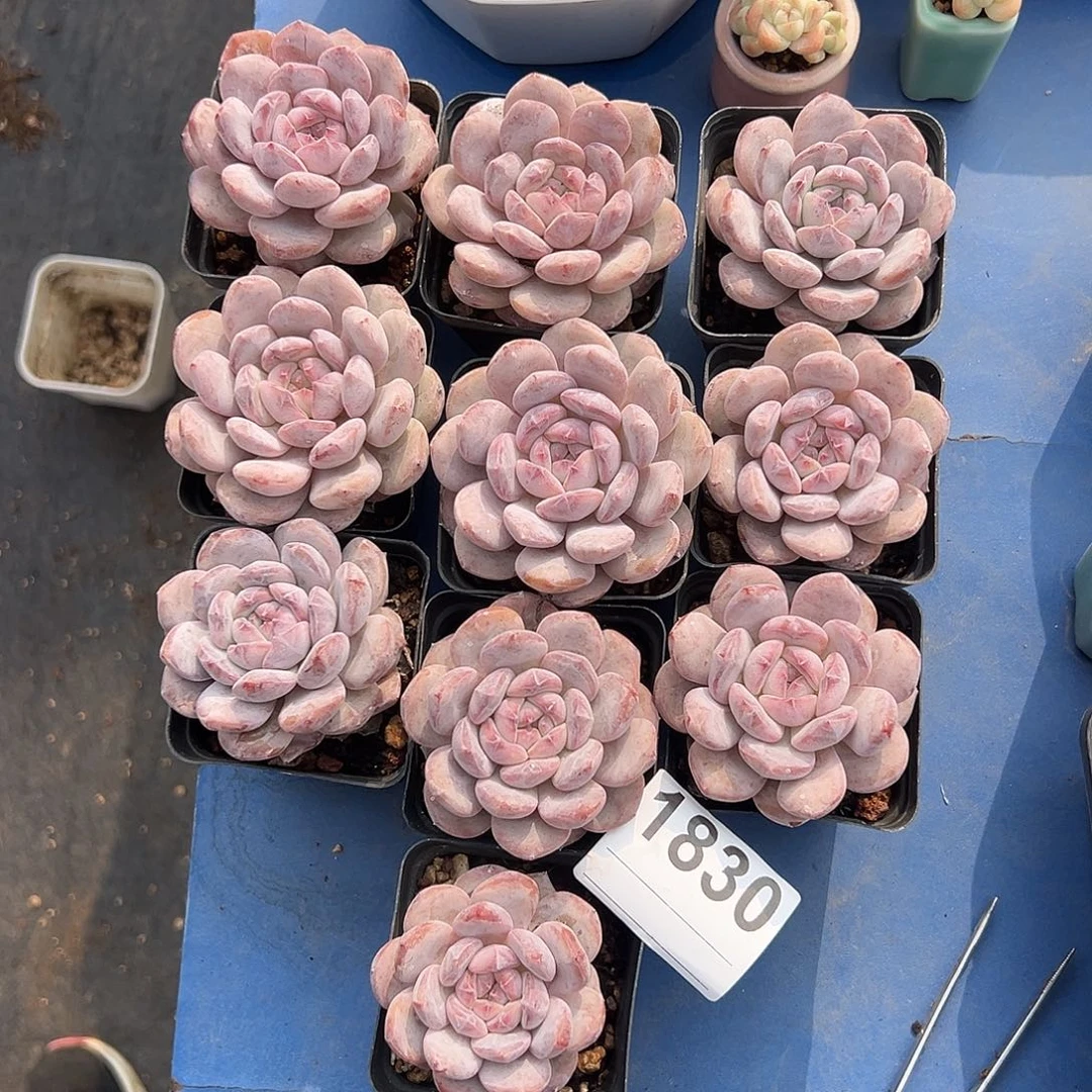 10个单头星影脱土发货有糖心1830