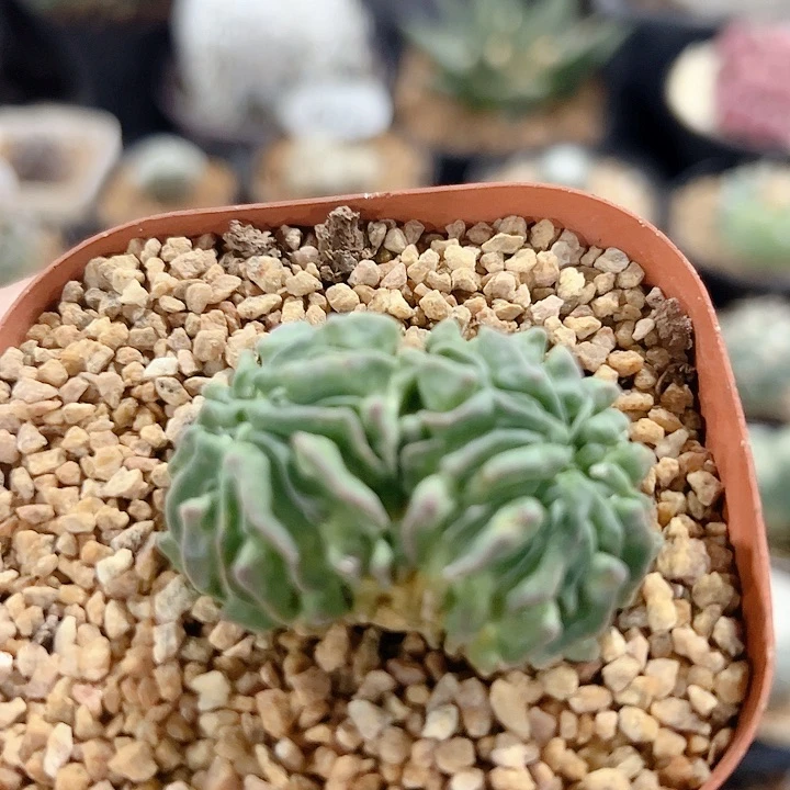 蝌蚪球自根仙人球