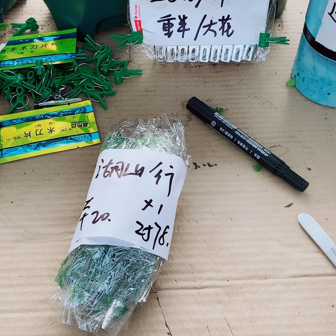 湖***行无花朵叶片福利一物一拍