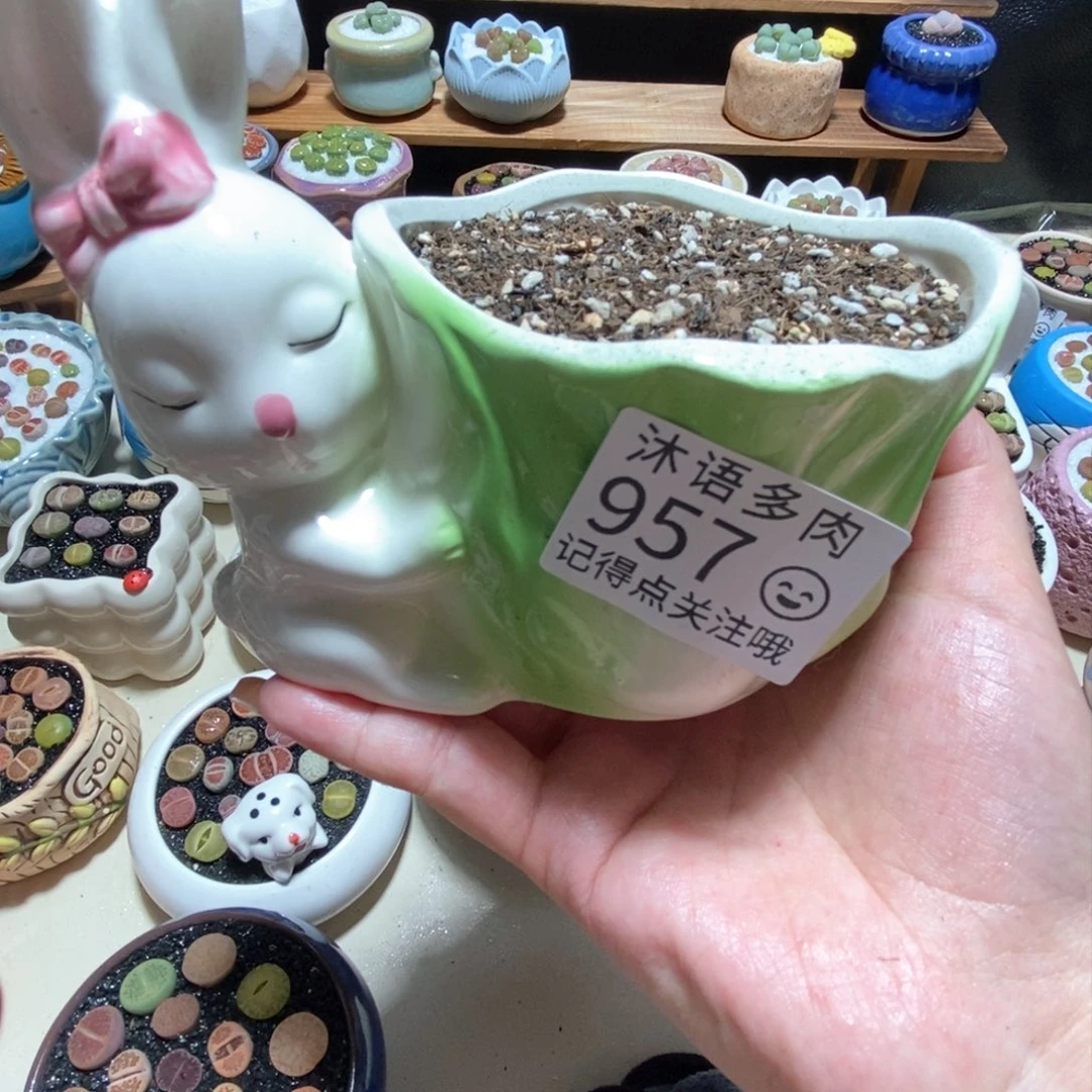 小**士所见即所得 一物一拍957