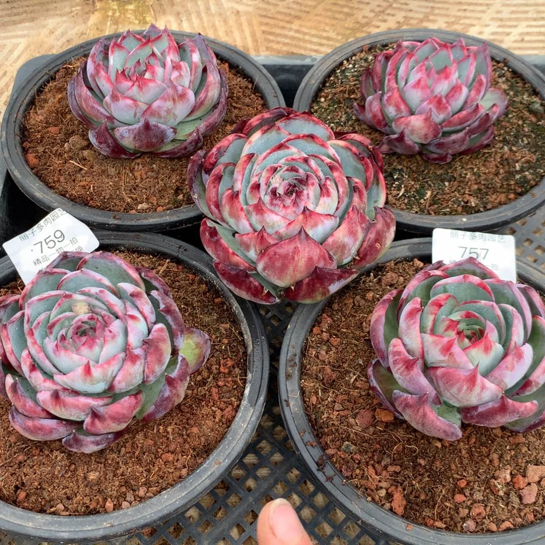 ?****?759惊鸿。16颗➕1颗赠品。多肉植物