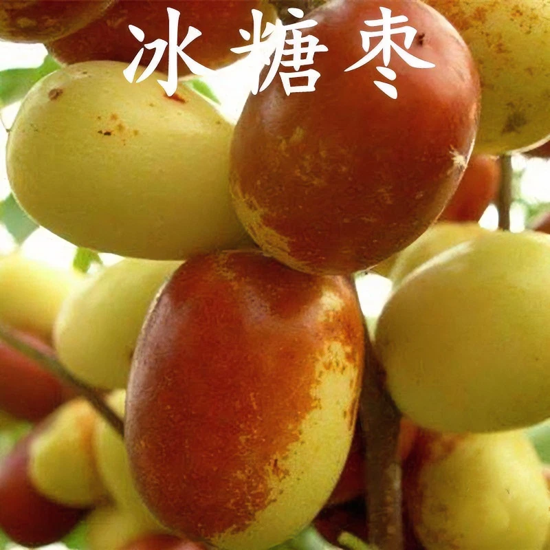 新品种冰糖脆枣树苗南北方种植冰糖脆枣苗当年结果超甜枣树苗