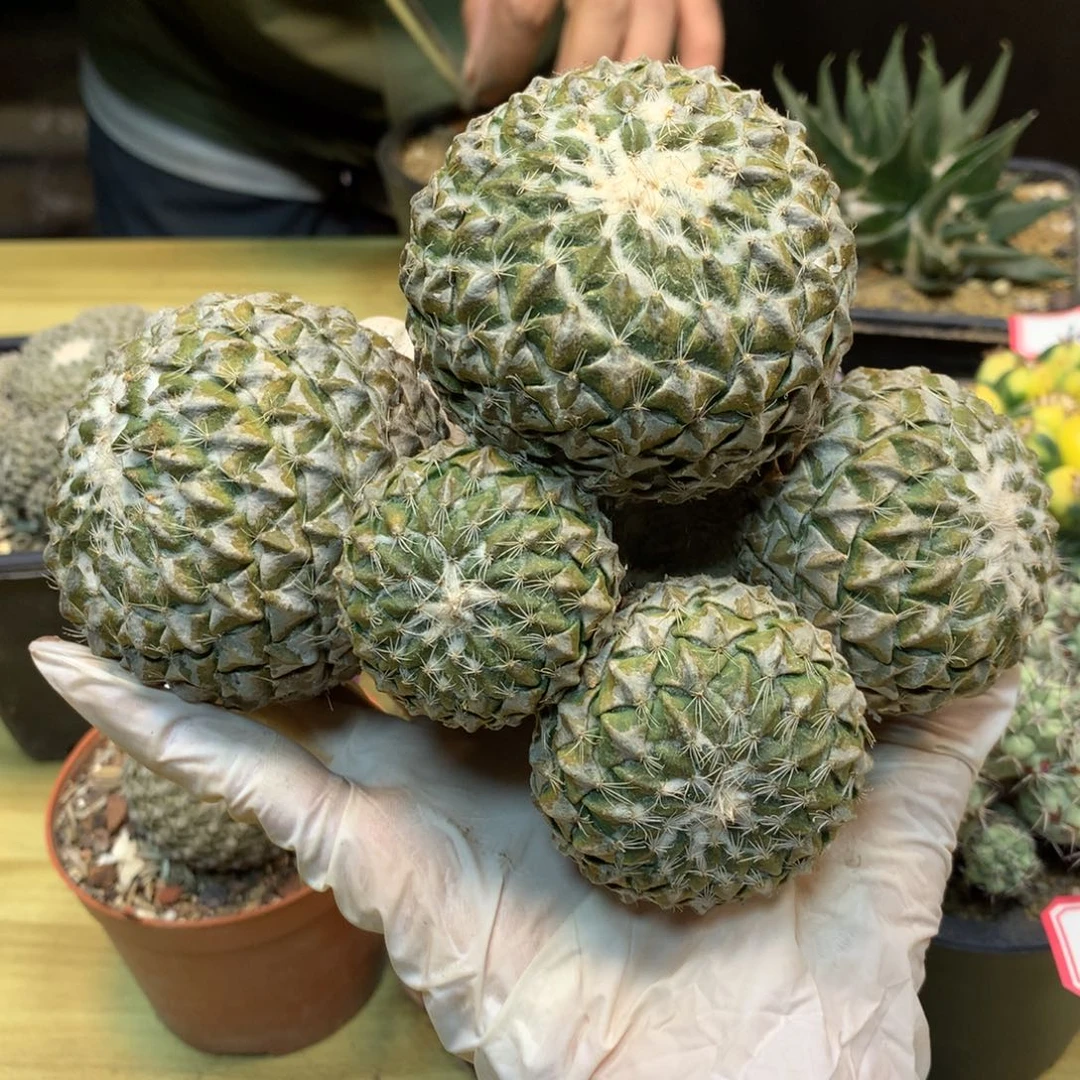 21号 纯苗接 银牡丹群 15.5公分 无根可寄养