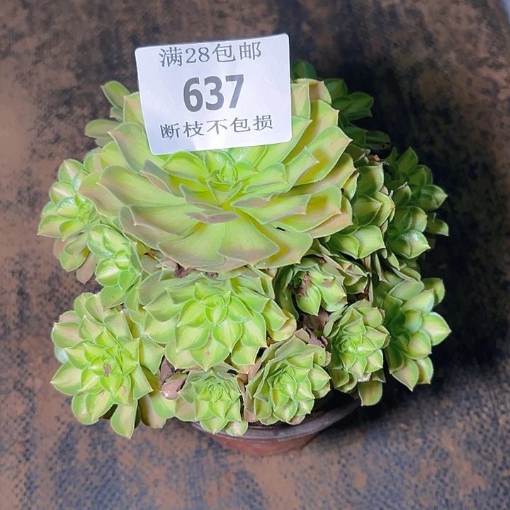 637韶华多肉植物保护