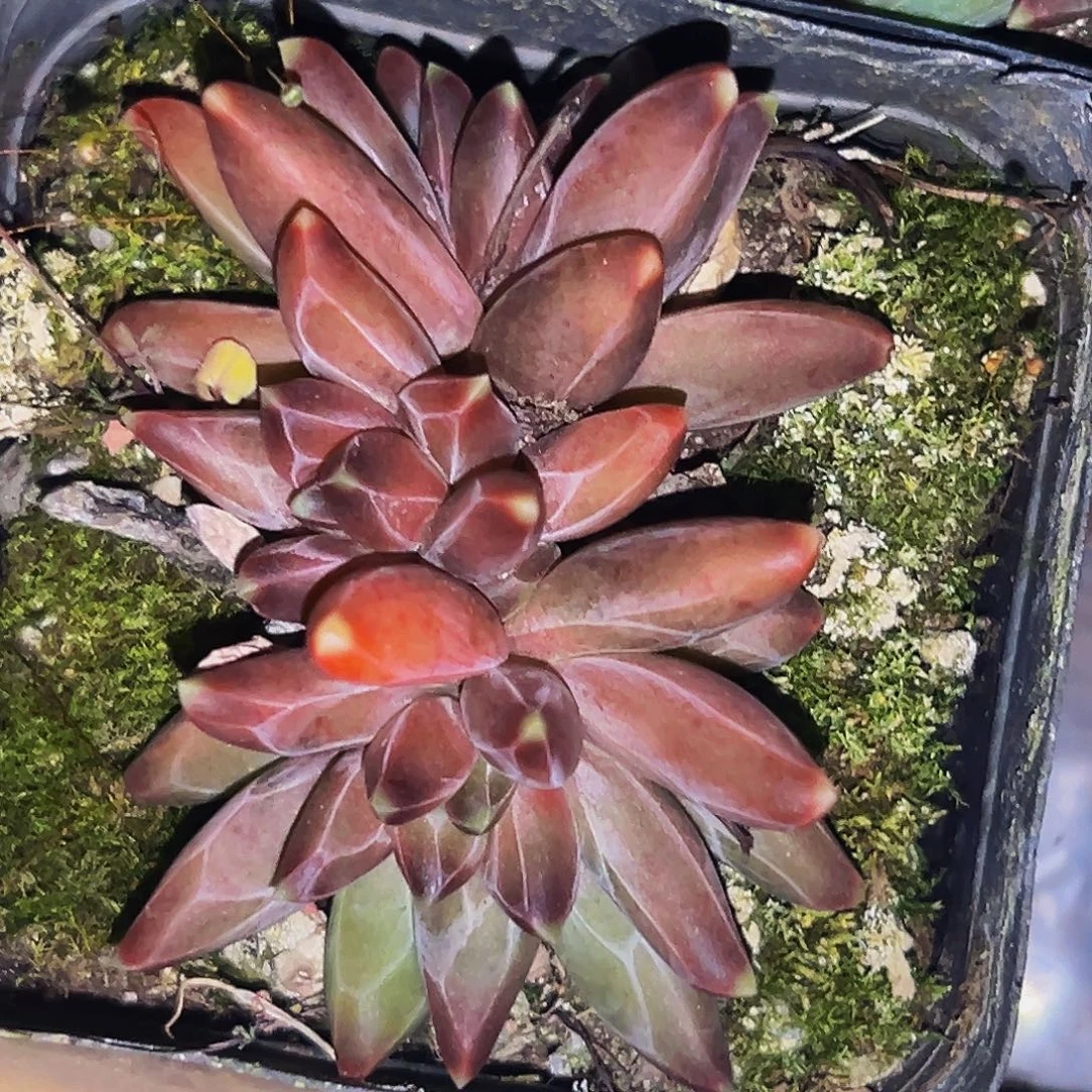 桔云多肉美人精品系列