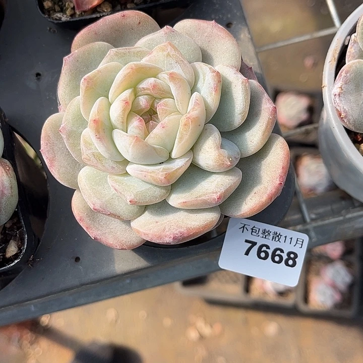 阿雅园艺。         7668