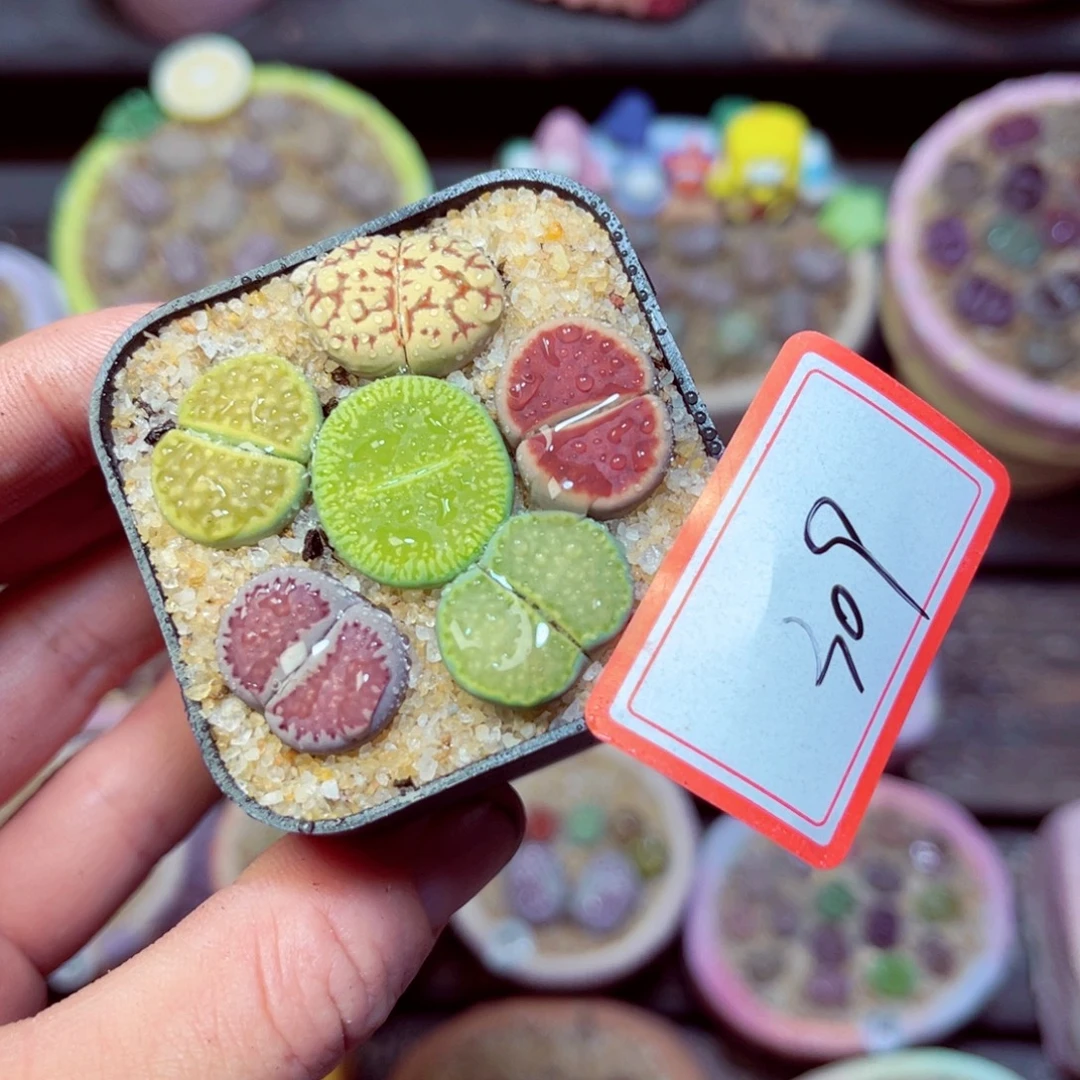 309生石花带盆发1