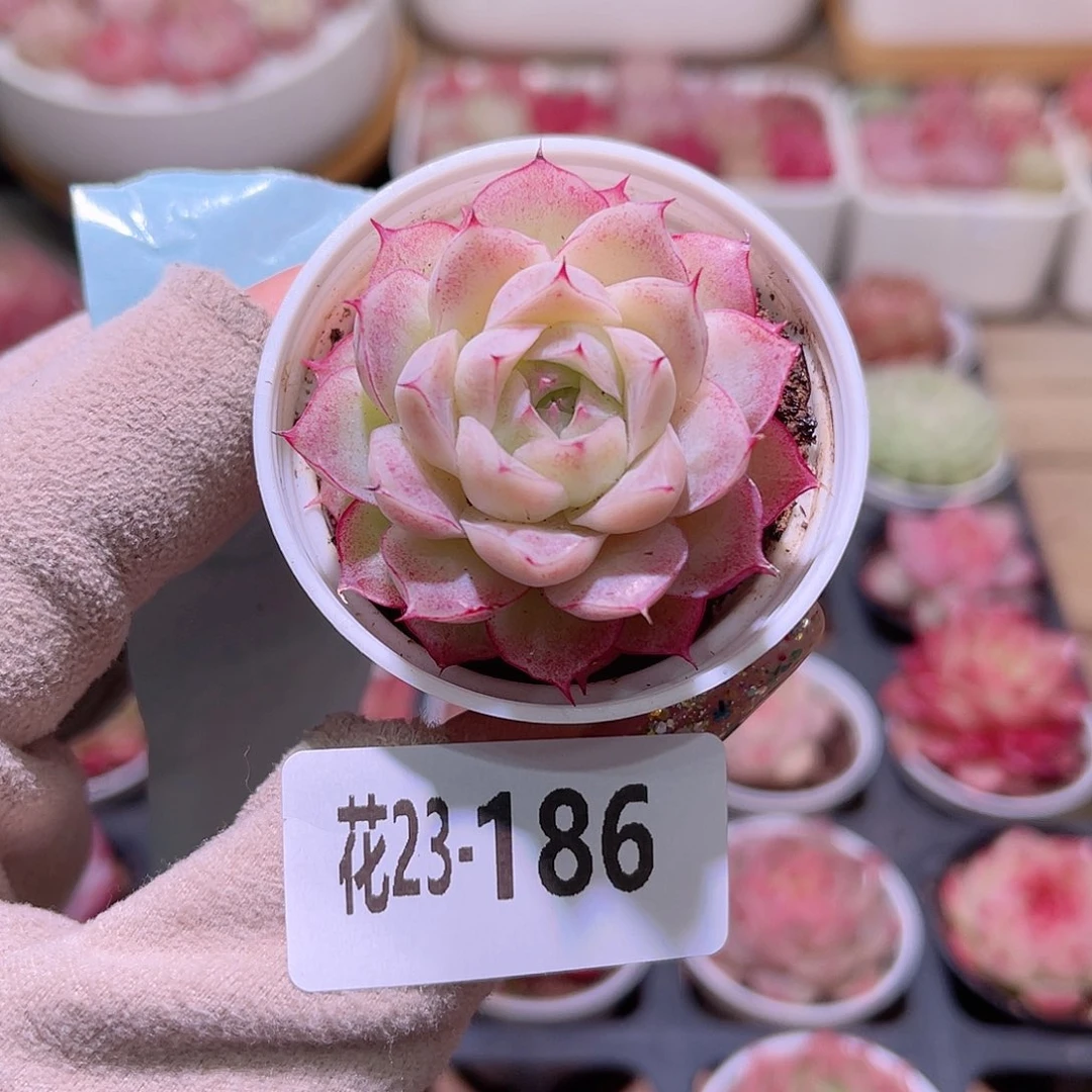 花利美23-186女王