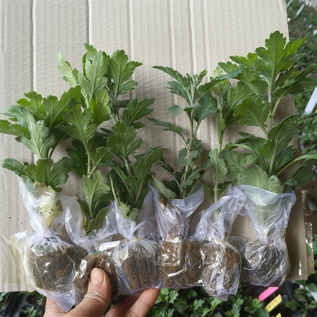 特价清货切花菊小苗20棵 颜色不重复 无售后 清完下架