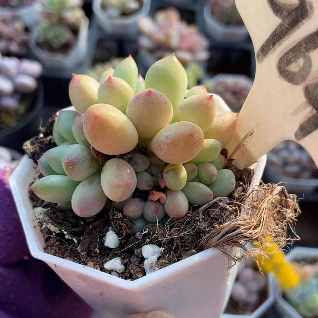 964萤火虫多肉植物