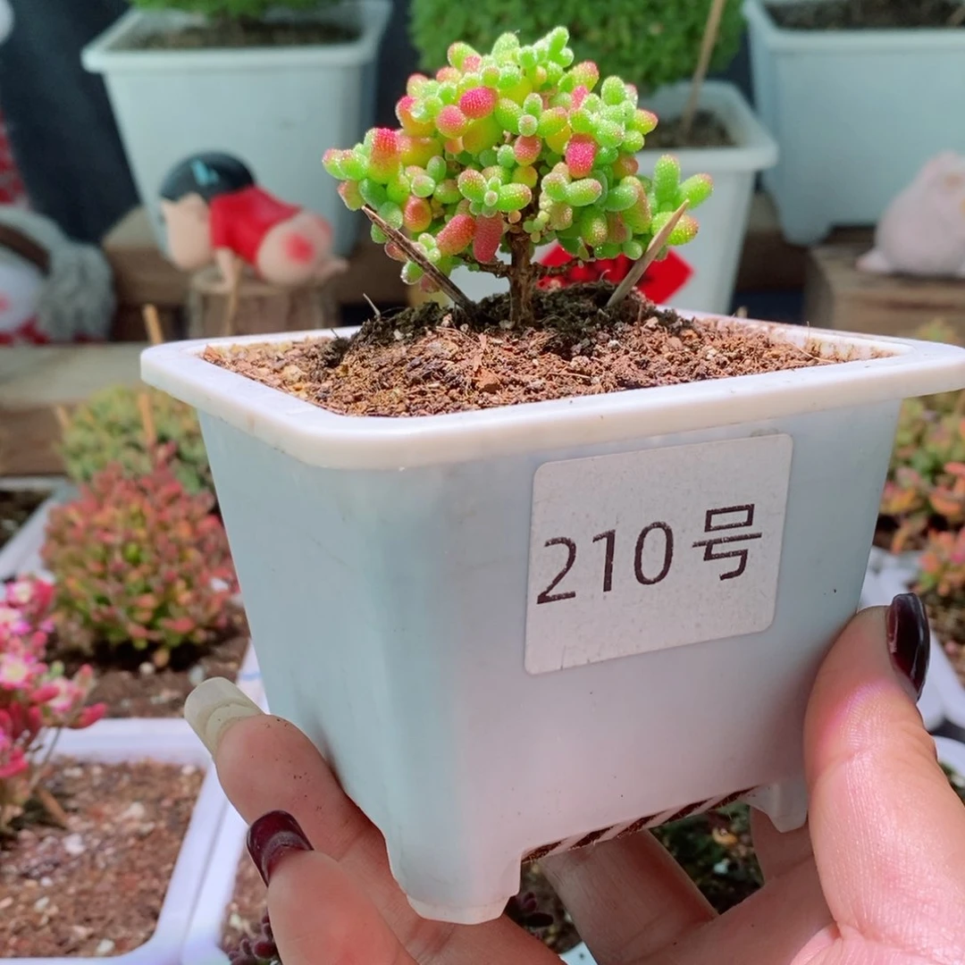 蜜橘带盆土发货一物一拍