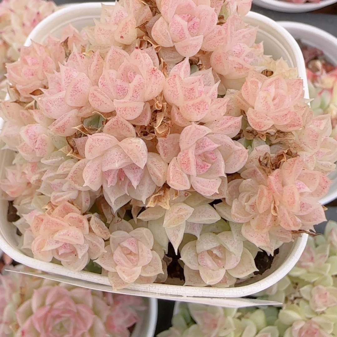 蜡***蜡花语多肉1217-174散