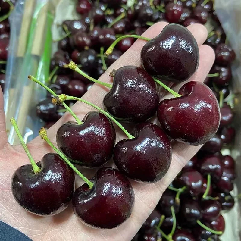 空运桑Tina3-4JD脆甜爆汁新鲜多汁内附果径卡