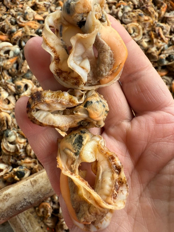 大连海鲜【广鹿岛栉孔贝扇贝边】