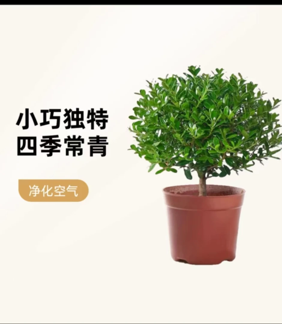 六月飞雪小叶赤楠盆栽喜水耐热好养护适合室内外庭院阳台绿植